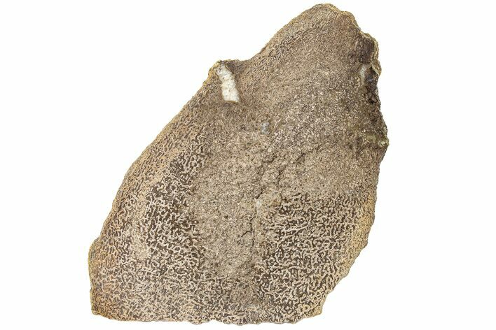 Polished Dinosaur Bone (Gembone) Section - Morocco #189786
